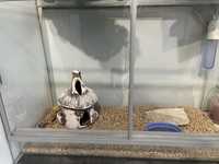 Gekon Lamparci wraz z terrarium