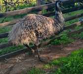 Sprzedam samicę emu