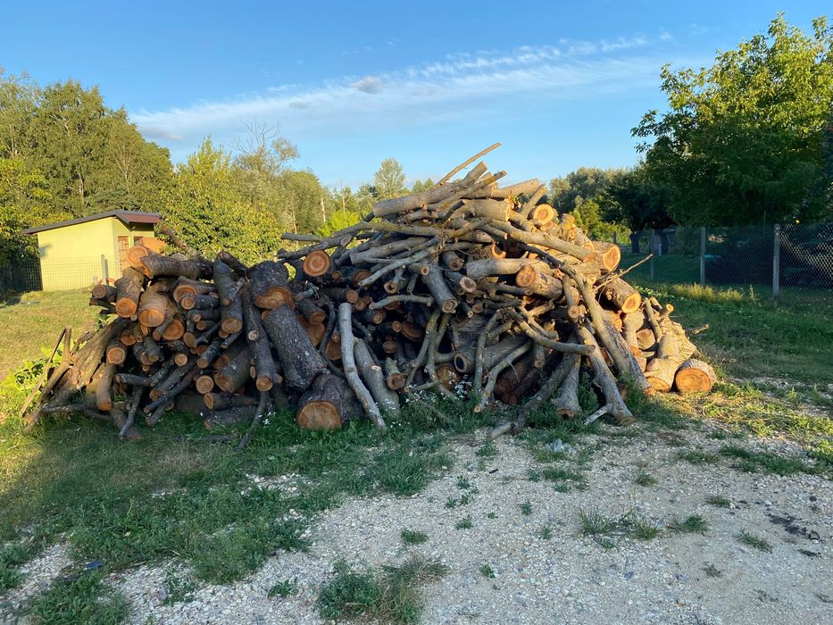 Drzewo owocowe  czereśnia orzech