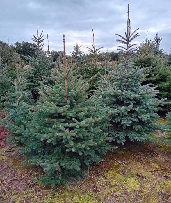 Choinki,choinka,świerki, jodła kaukaska, świerk srebrny w doniczkach