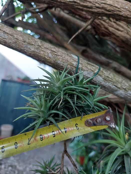 Tillandsia latifolia - Planta aérea