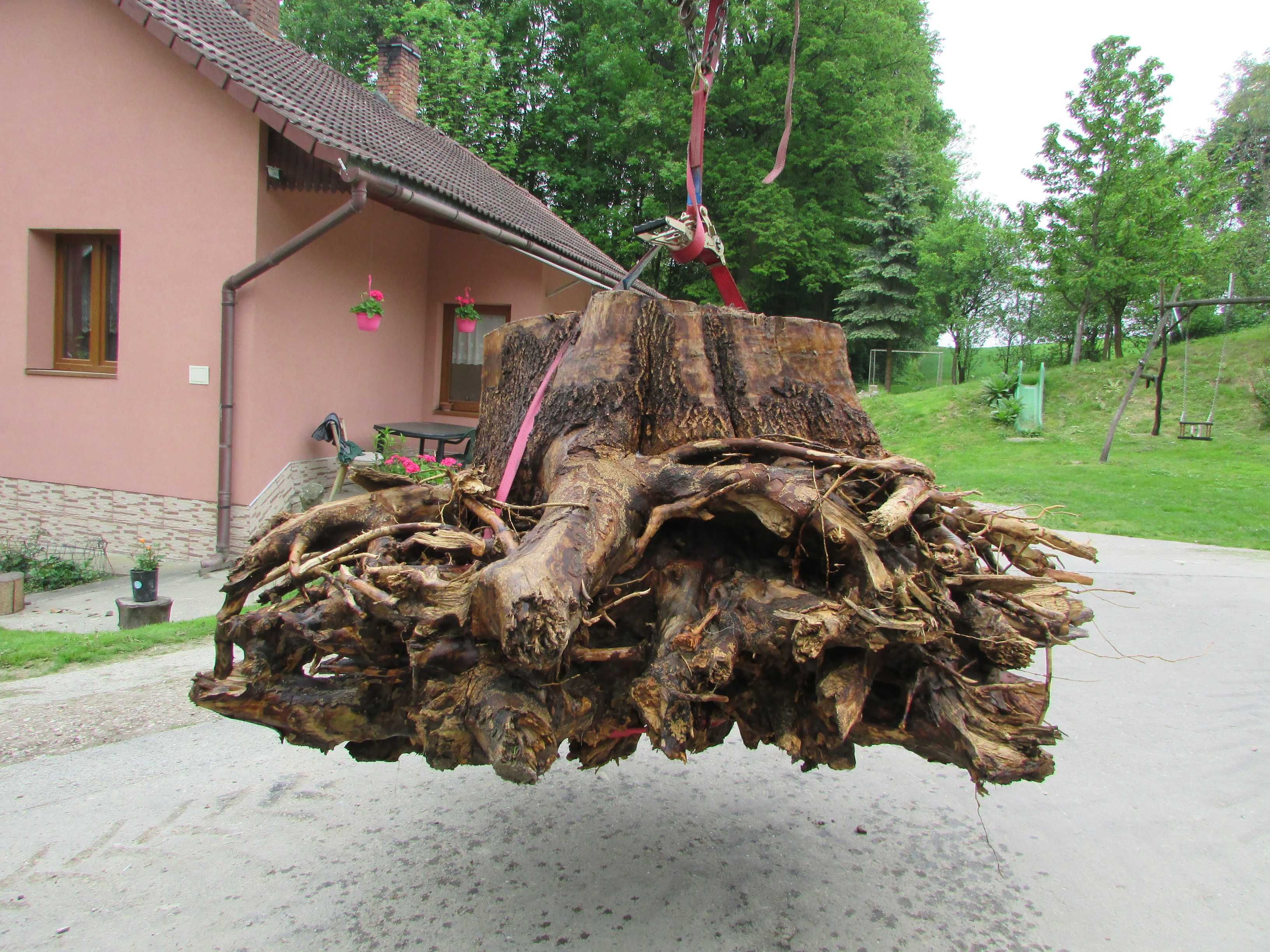Korzeń pień Jesiona