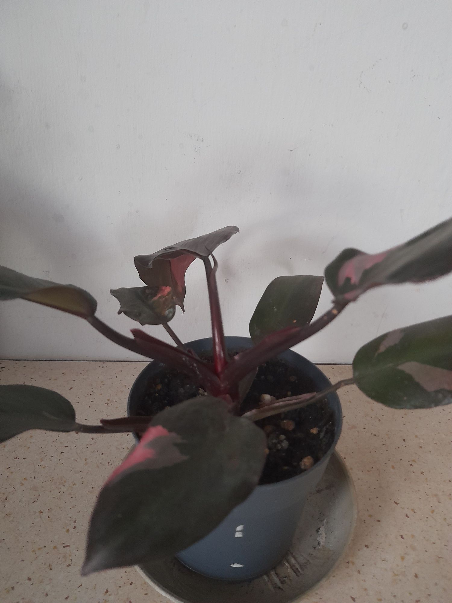 Philodendron pink princes