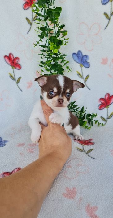 Excelente mini chocolatinho Chihuahua/Chiuaua de Qualidade