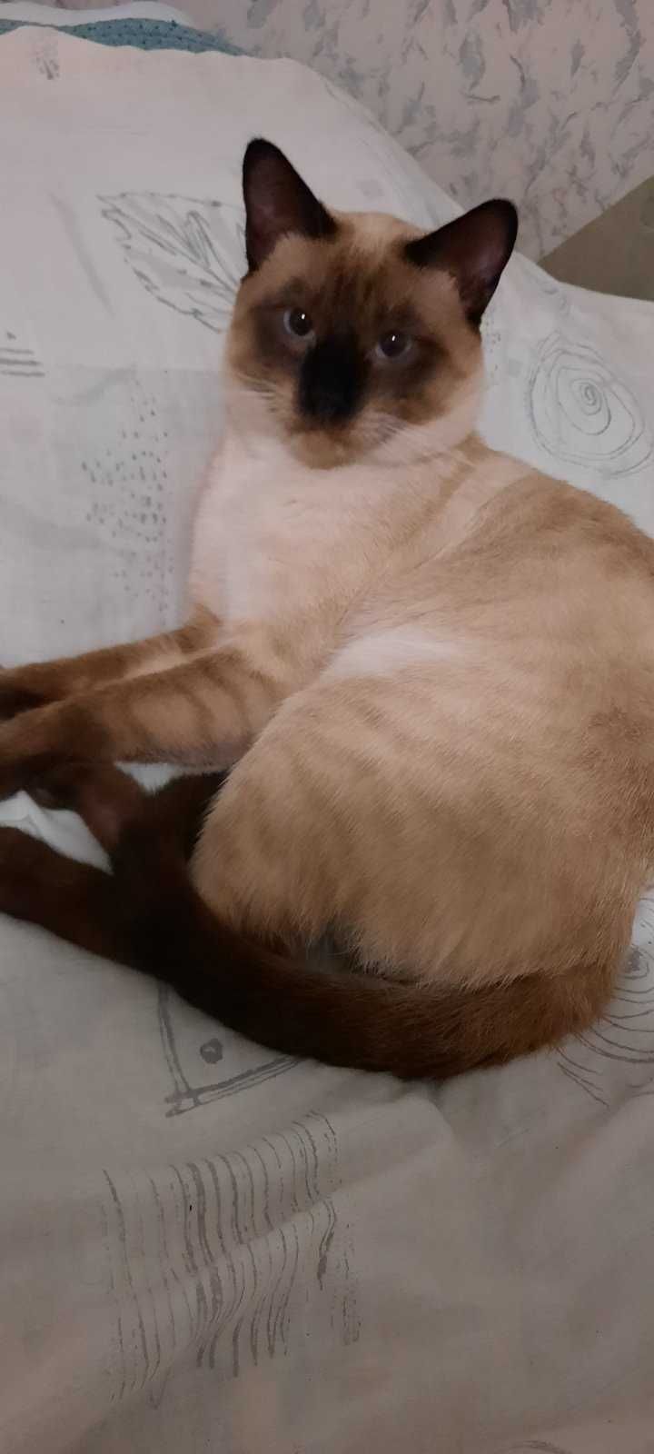 Вязка тайского кота