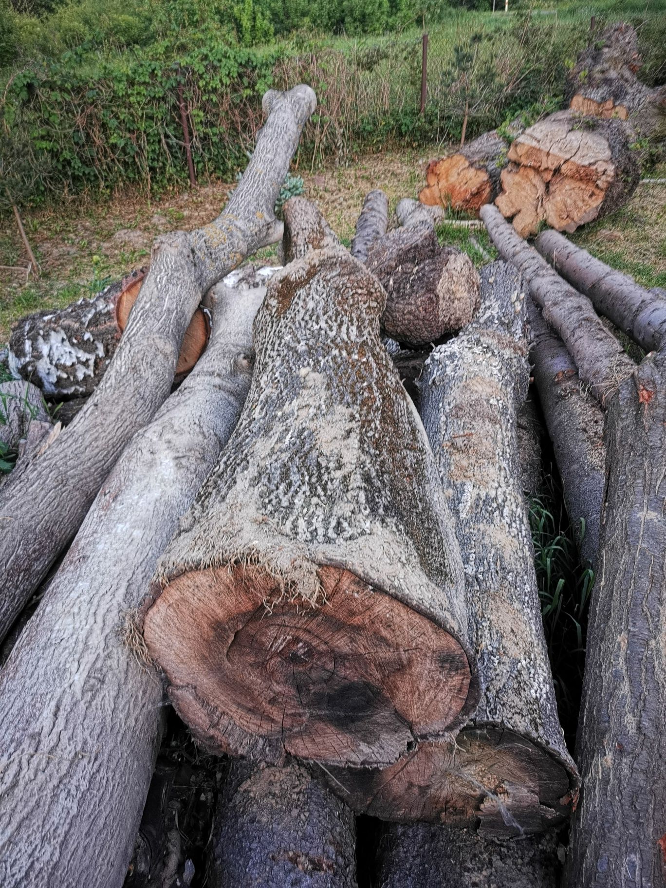 Orzech włoski kłody. Korzeń orzecha włoskiego