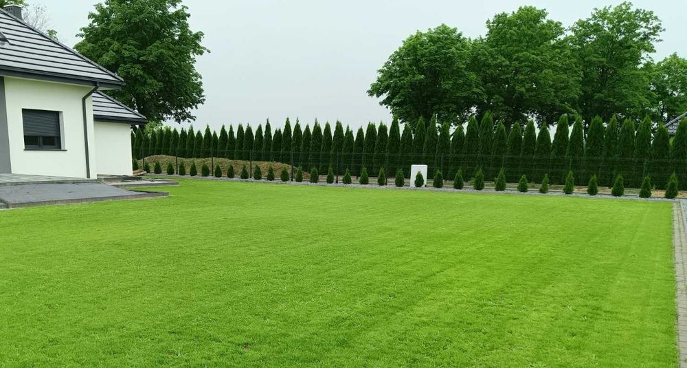 Zakładanie trawnika z siewu przygotowanie równanie terenu nawodnienia