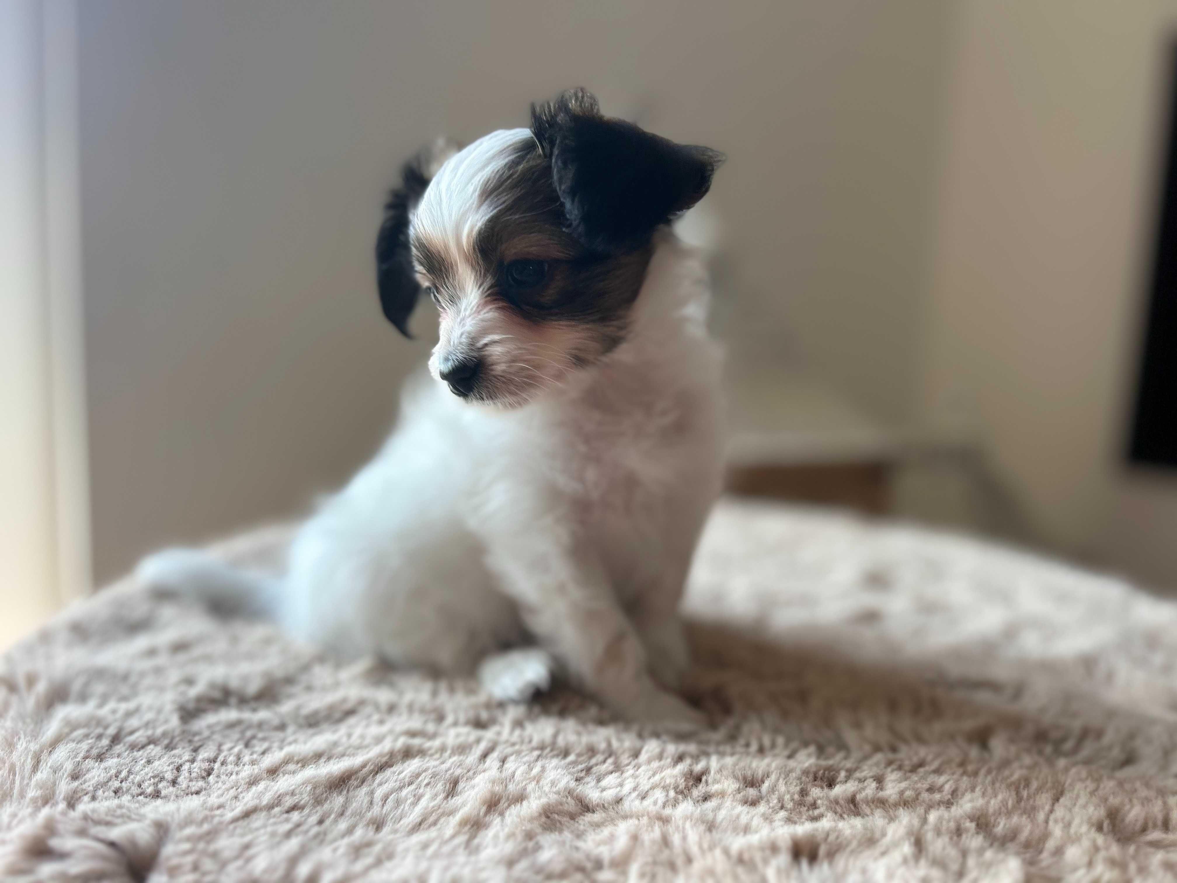 Szczeniak Papillon Spaniel Kontynentalny FCI