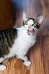 Gucio - kot z poligonu do adopcji