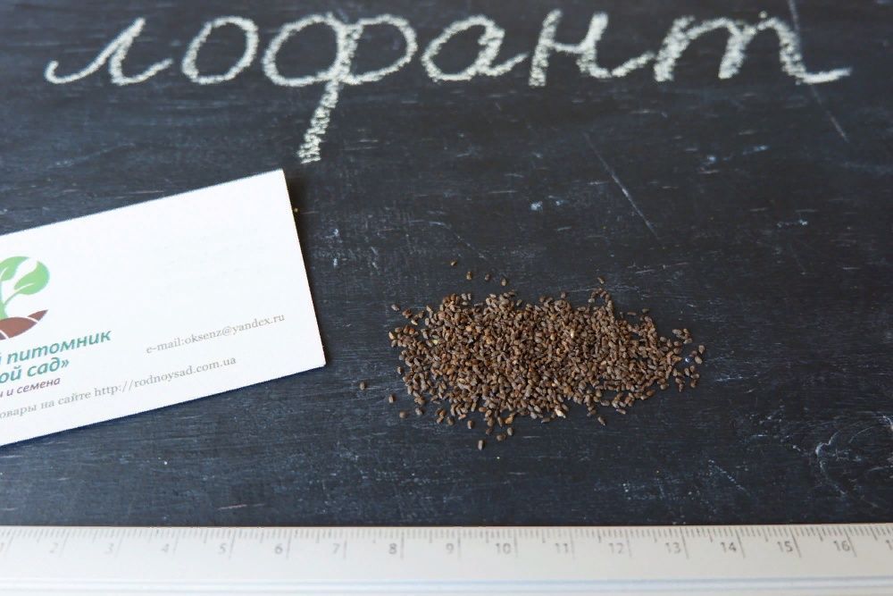 Лофант тибетський насіння (0,5 г прибл 1200 шт) індійська м'ята семена