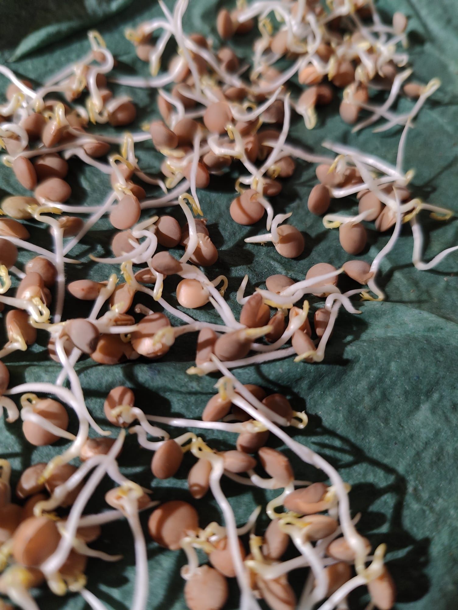 EKO Soczewica brązowa nasiona. Wysoka jakość