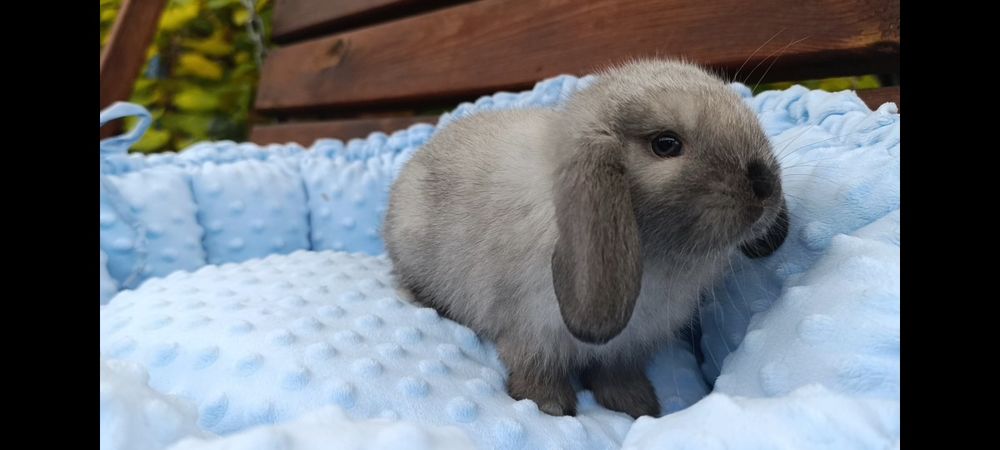 Кролик декоративний баранчик міні