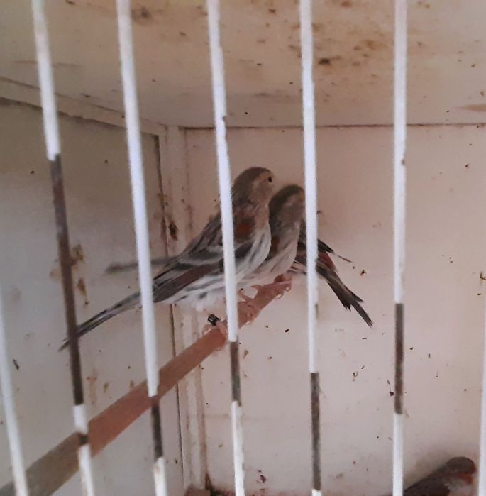 Vendo Canários Ágatas