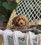 Cavapoo chłopiec