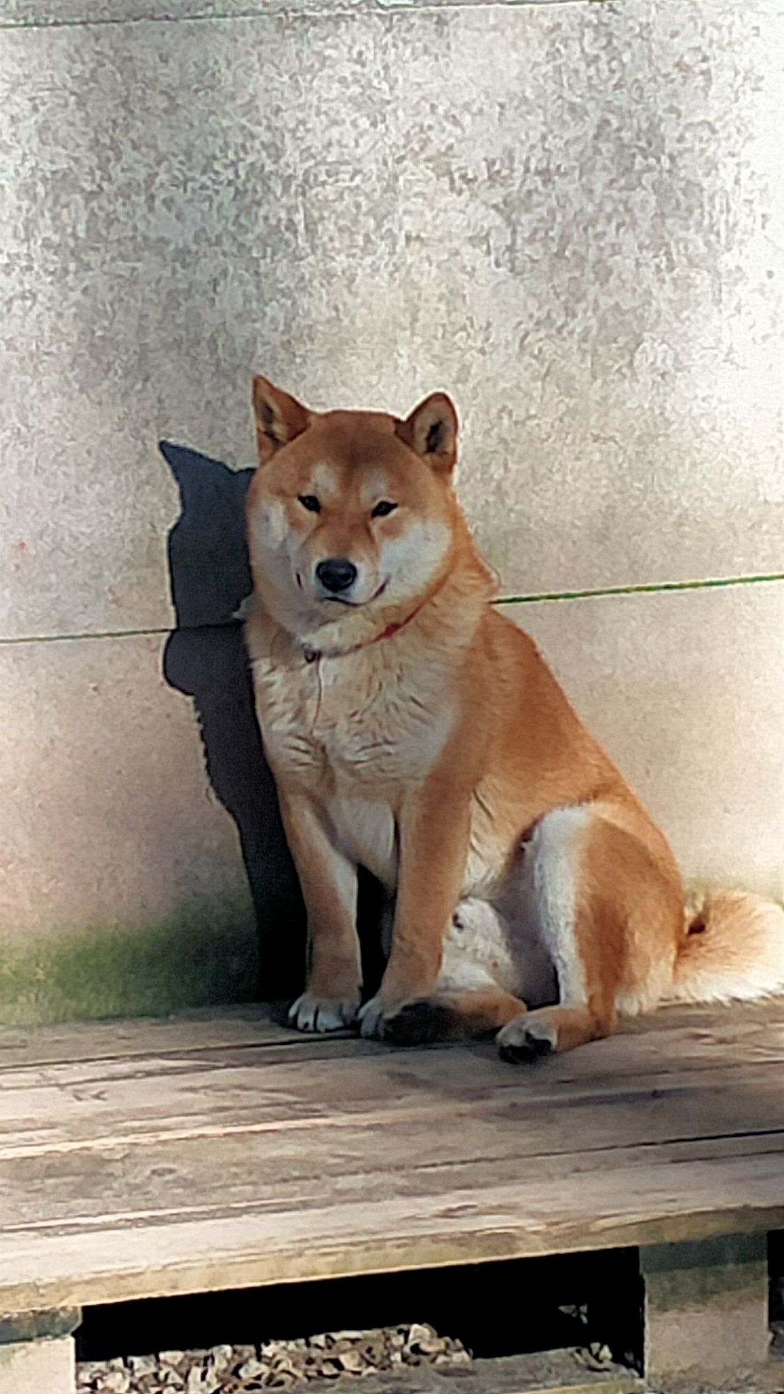 Piesek Shiba Inu z Rodowodem