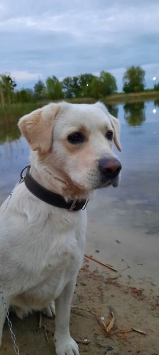 Лабрадор для вязки
