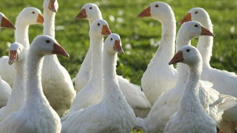 Landes, kubańska, regionalna gęś na wagę