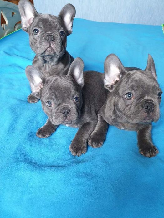 Голубі французики