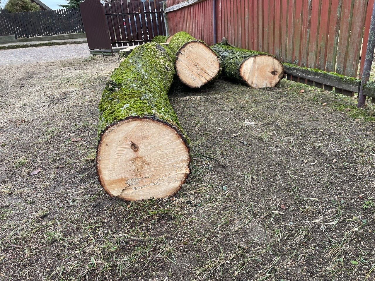 Lipa w kłodach Drewno lipowe Lipa na rzeźby