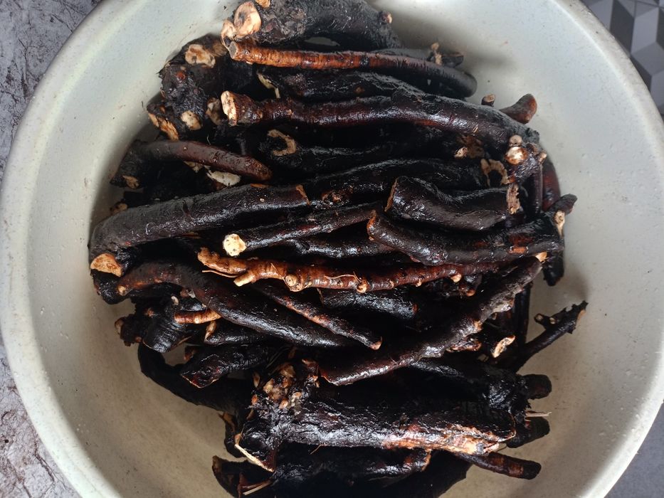 Korzeń żywokostu lekarskiego