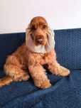 Nowy siateczkowy snood dla psa z długimi uszami Cocker spaniel cavalie