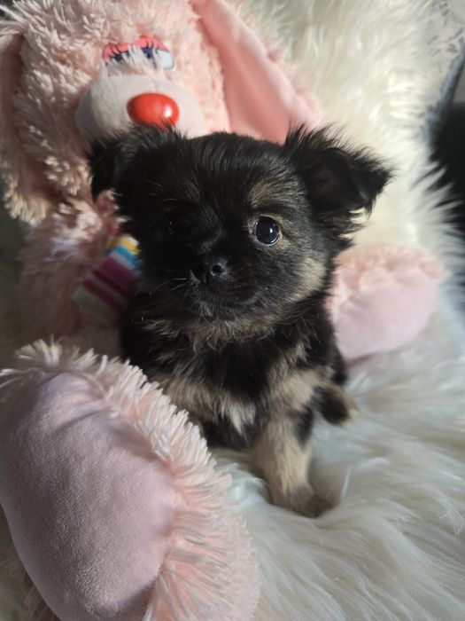 Śliczna długowłosa suczka rasy Chihuahua