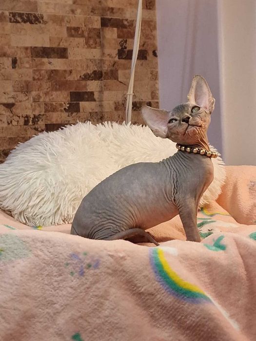 Gatinha Canadian Sphynx Lilás bicolor