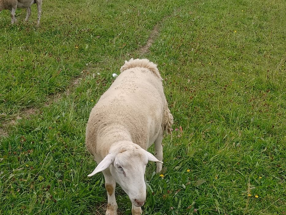 Sprzedam tryka nolana