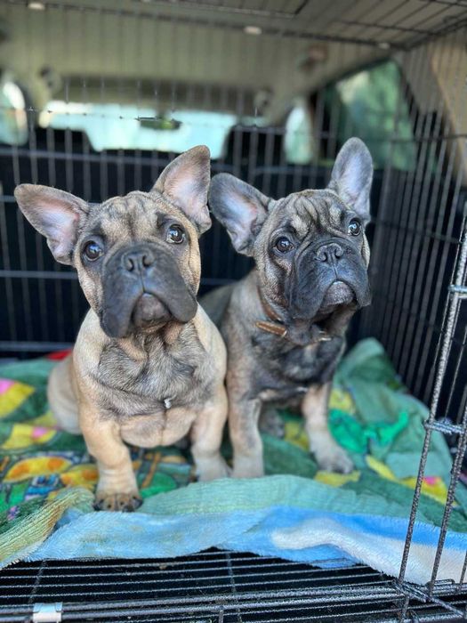 Шикарні  хлопчики