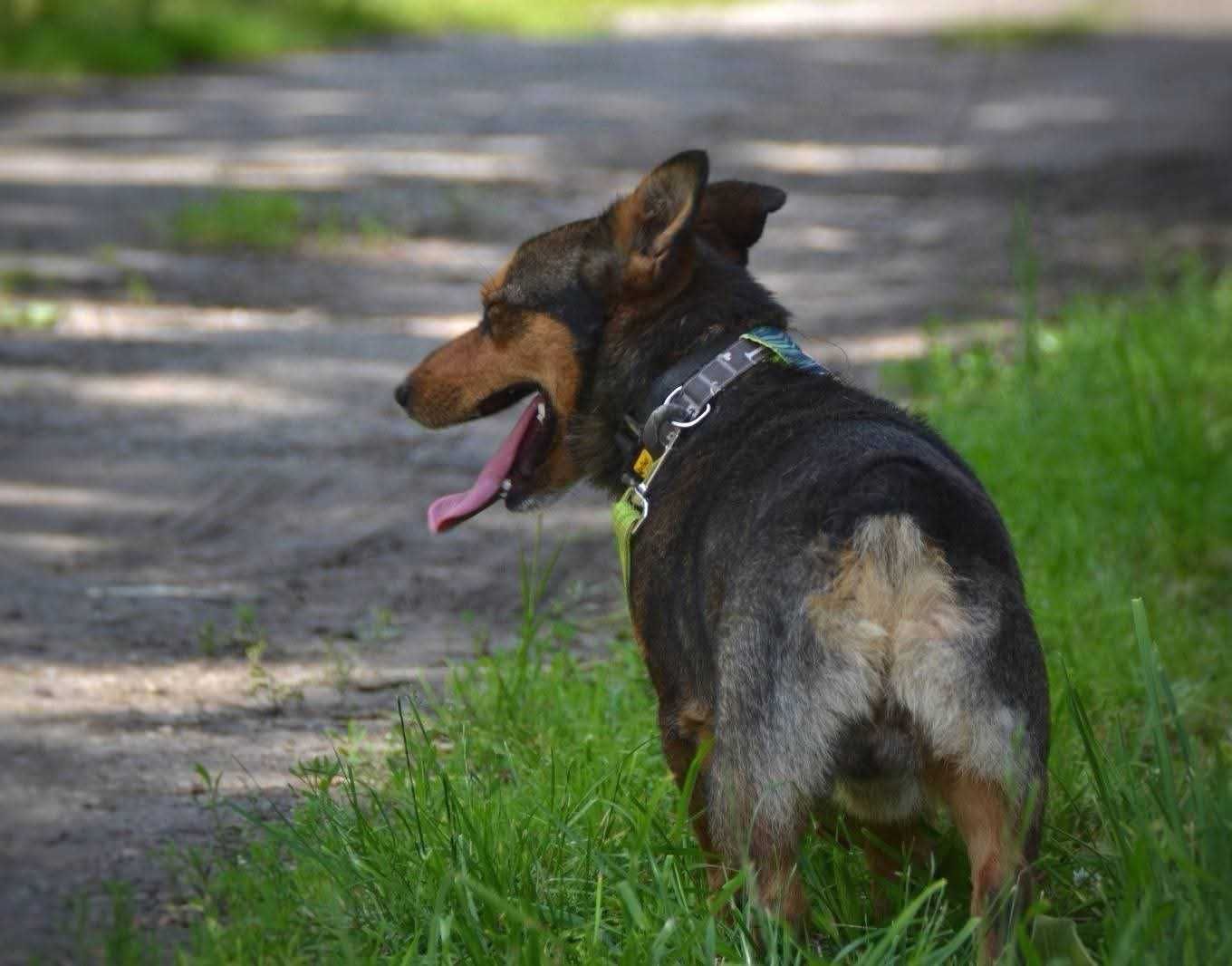 Cypisek - mały rezolutny radosny piesek ADOPCJA