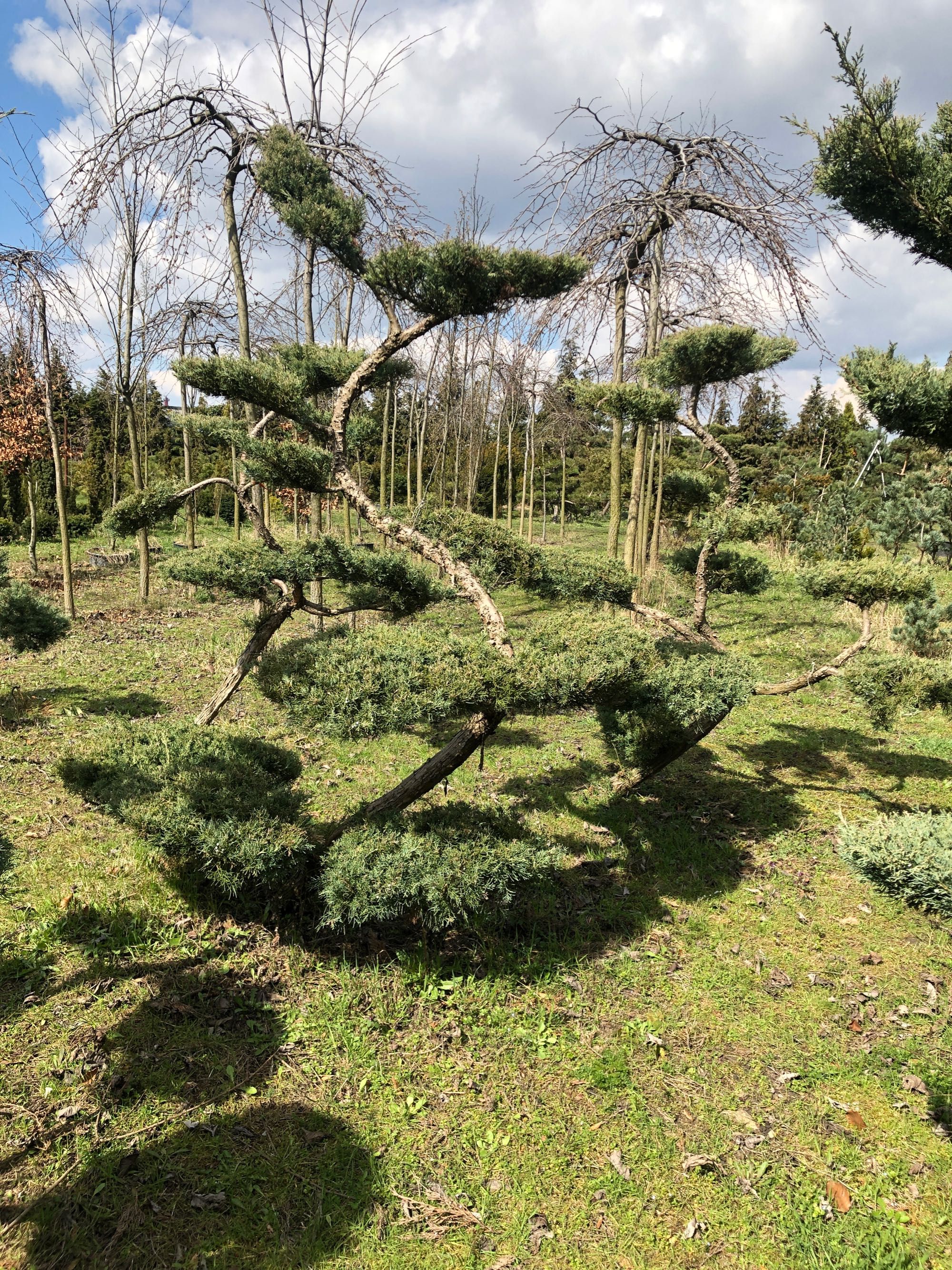 Bonsai ,jałowiec , sosna formowane