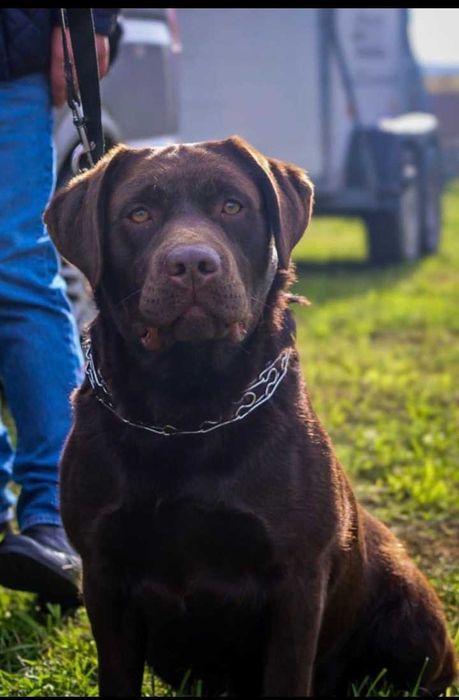 Labrador Retriever Czekoladowa Suczka Gotowa do odbioru