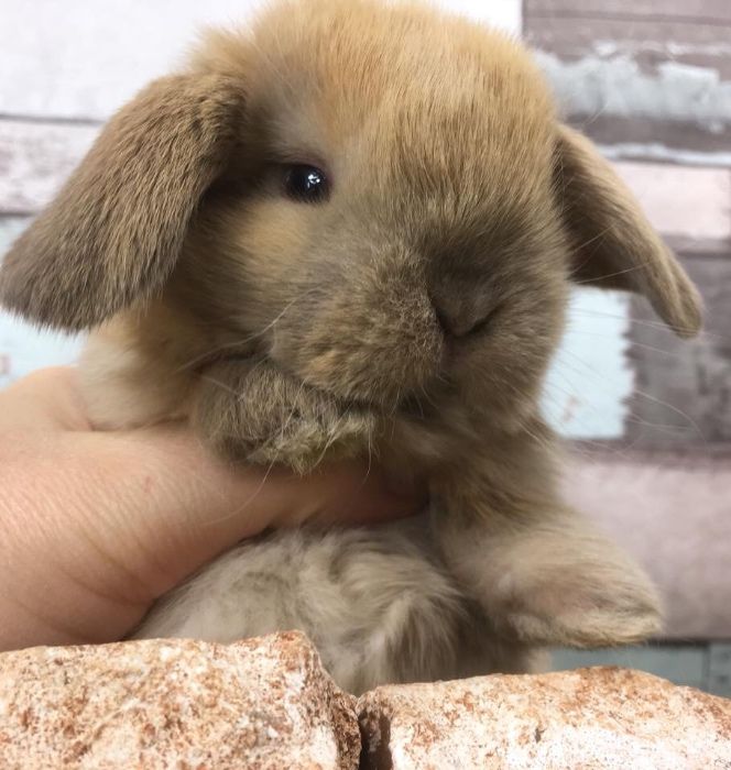 Mini lop królik miniaturka miniaturowy baranek mini teddy dowóz