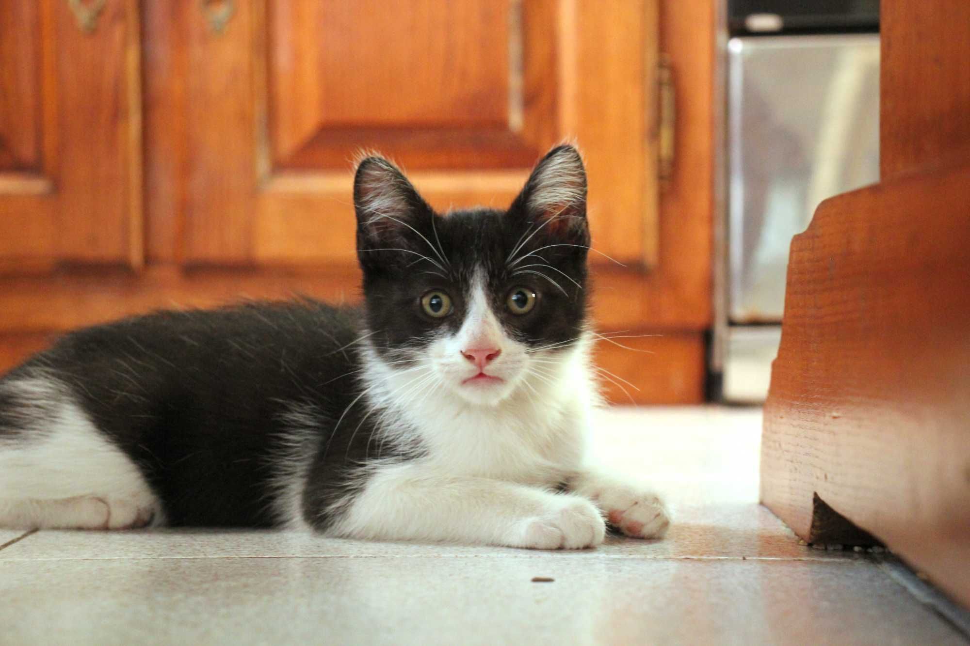 MACHO | Gatinho disponível para adoção responsável