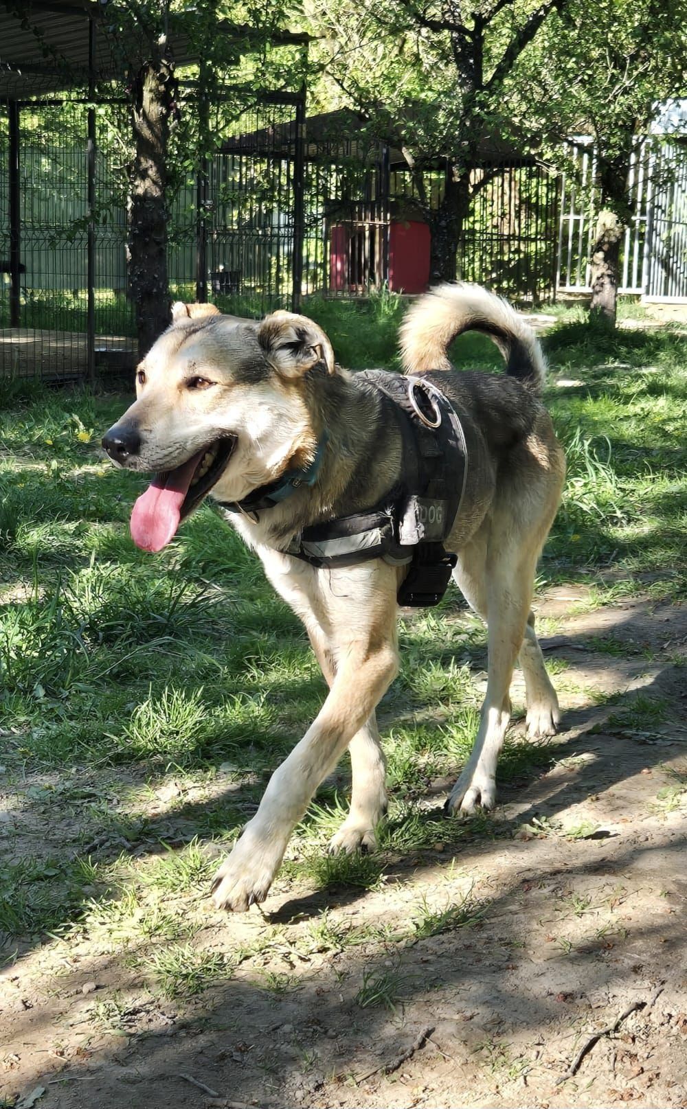 Do adopcji Russo