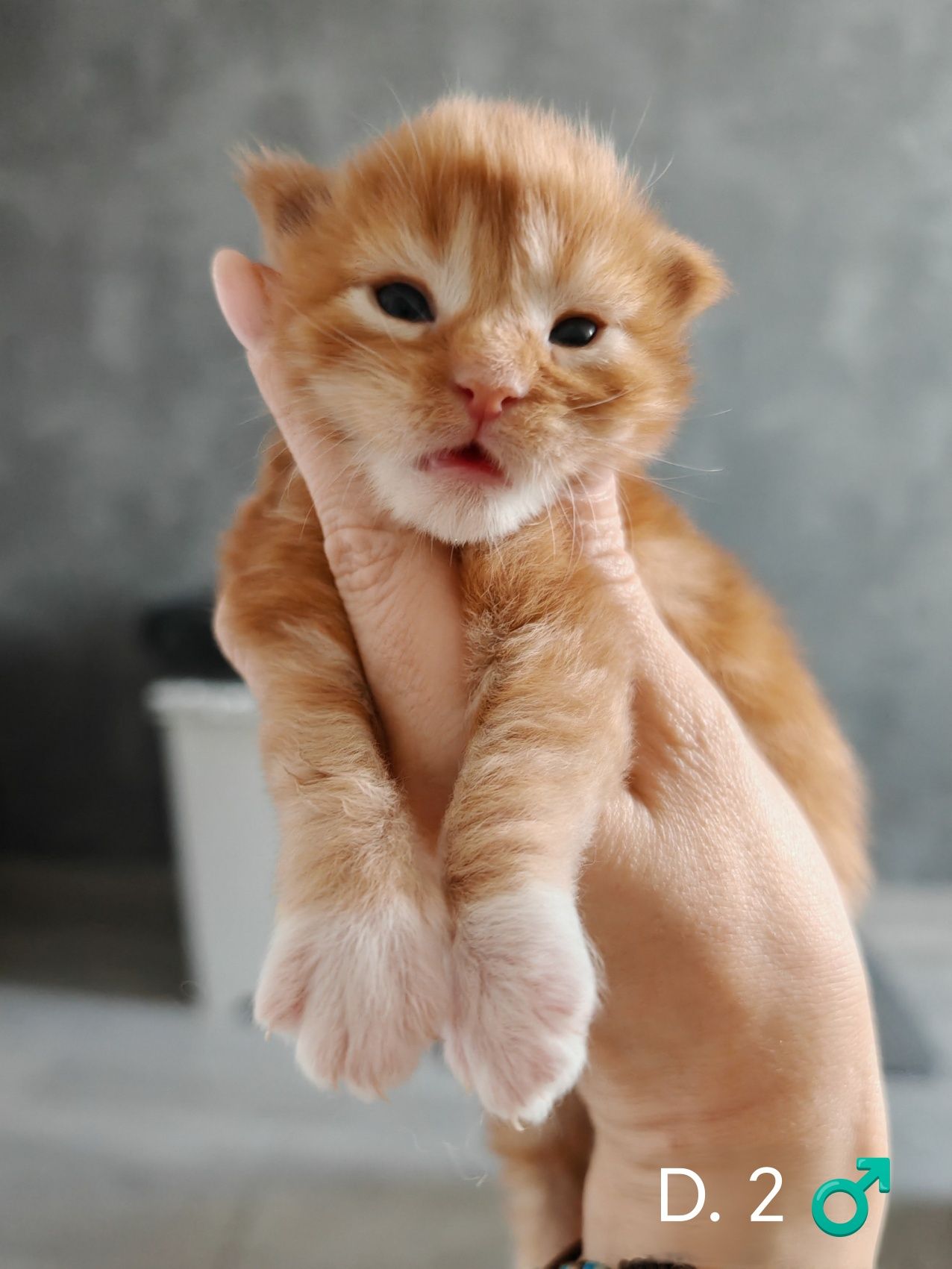 Kocurek rudy klasyczne pręgowany z bielą Maine Coon