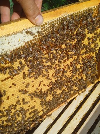 Бджолопакети, сім'ї, бджоломатки, продам. Карніка.