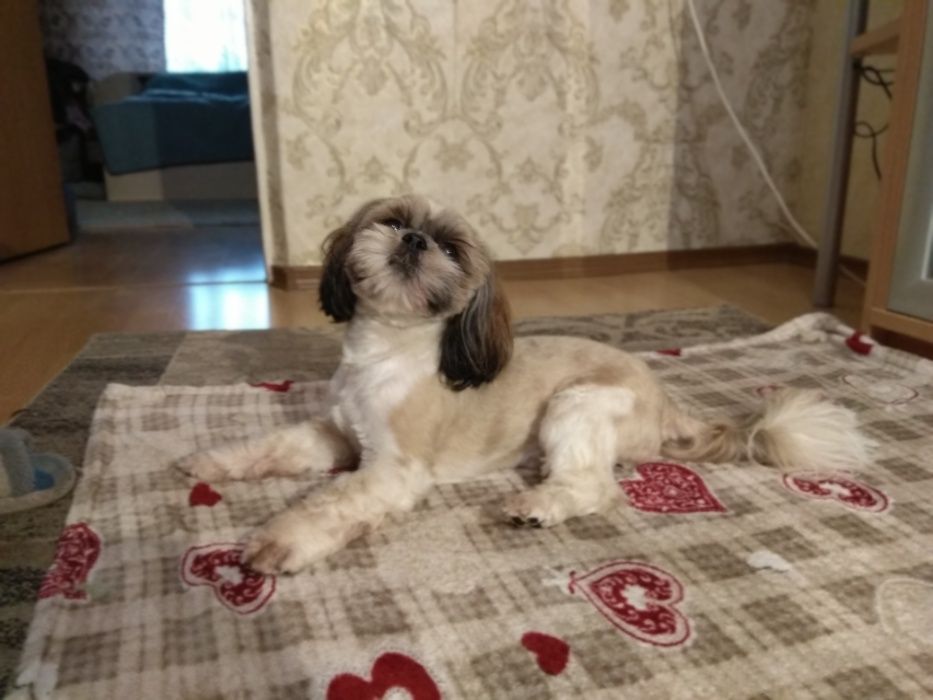 Вязка мини Ши-тцу (Shih-Tzu)