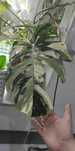 Monstera Variegata Big form
