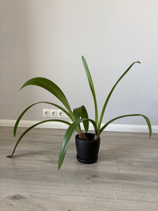 Дорослий Амариліс червоний 2 шт