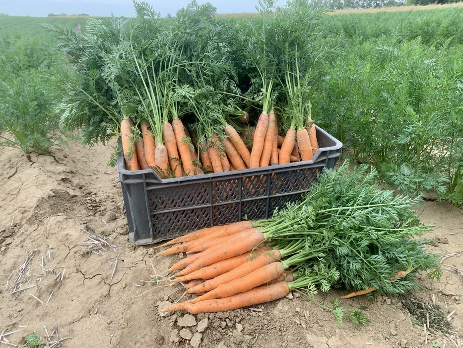 Marchew jadalna, sortowana,marchewka kopana na bierząco