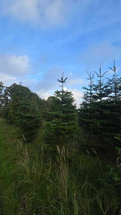 jodła kaukaska 1.70-2.50 świerki choinki