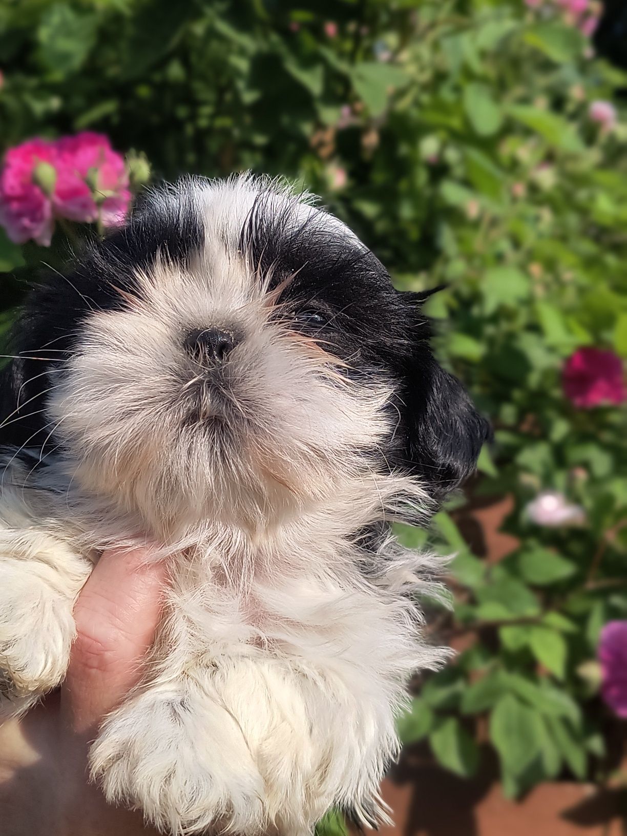 Shihtzu gotowy do odbioru