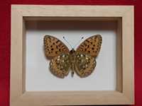 Motyl w ramce 8 x 10 cm . Argynnis aglaja - ( Dostojka aglaja ) .