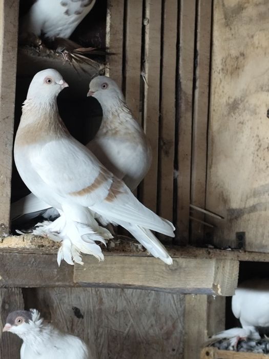 Gołębie krótkodzioby.