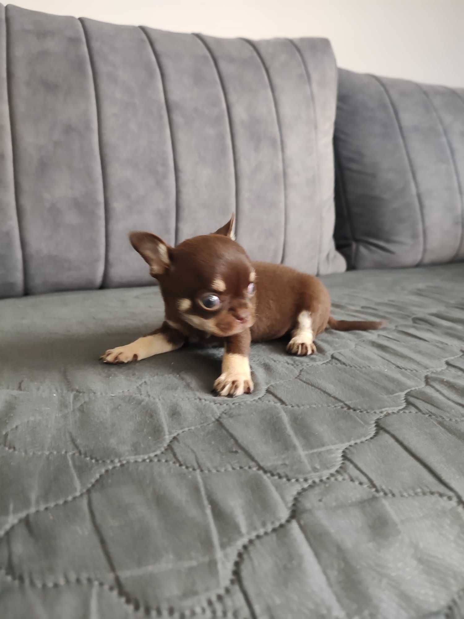 Mini piesek chiuhuahua