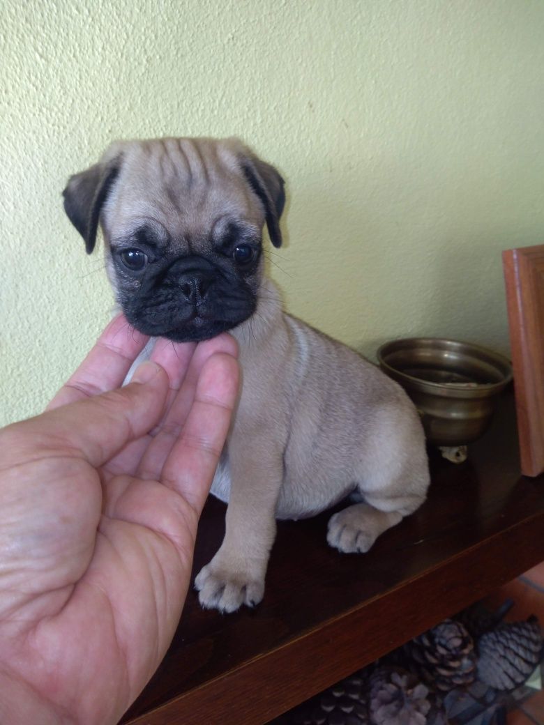 Pug Carlin Sublime