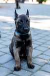 Owczarek belgijski Malinois z rodowodem, suczka