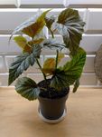 Begonia koralina