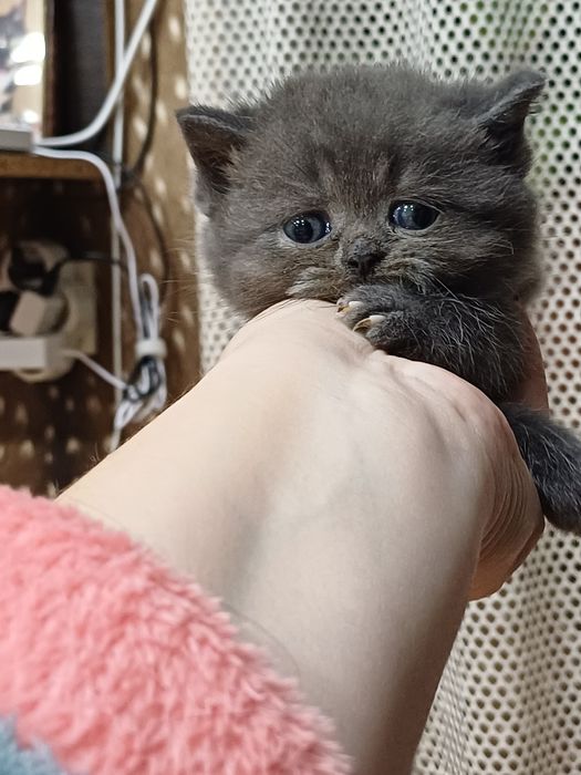 Британские котята